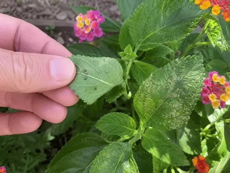How to Keep Lantana Blooming All Summer: Simple Care Tips for Heat and Drought