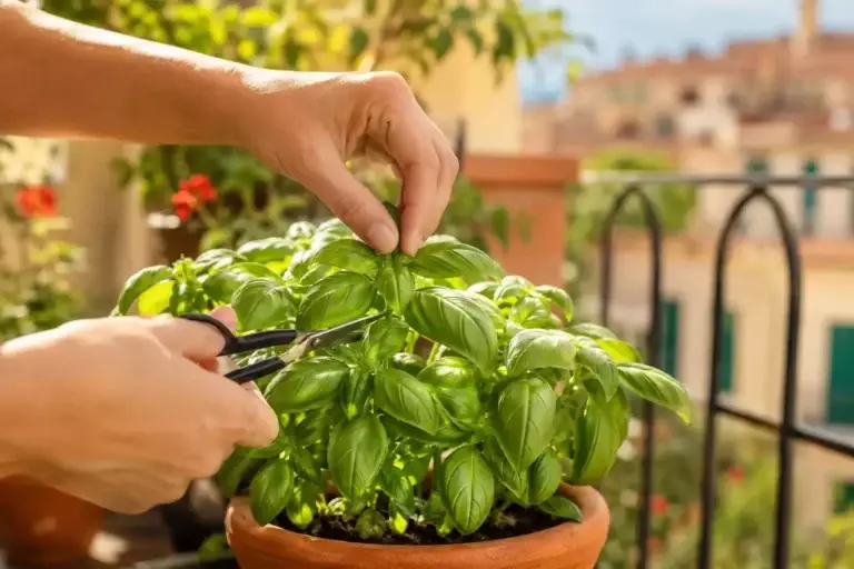 Le geste à faire dès maintenant pour avoir un basilic rempli de feuilles tout l’été