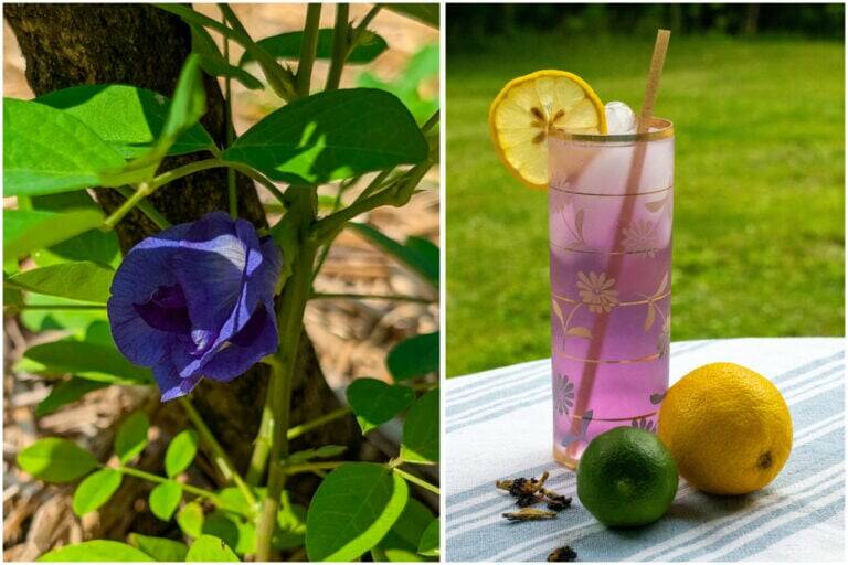 Add Some Whimsy to Your Garden (and Lemonade) with the Butterfly Pea Flower