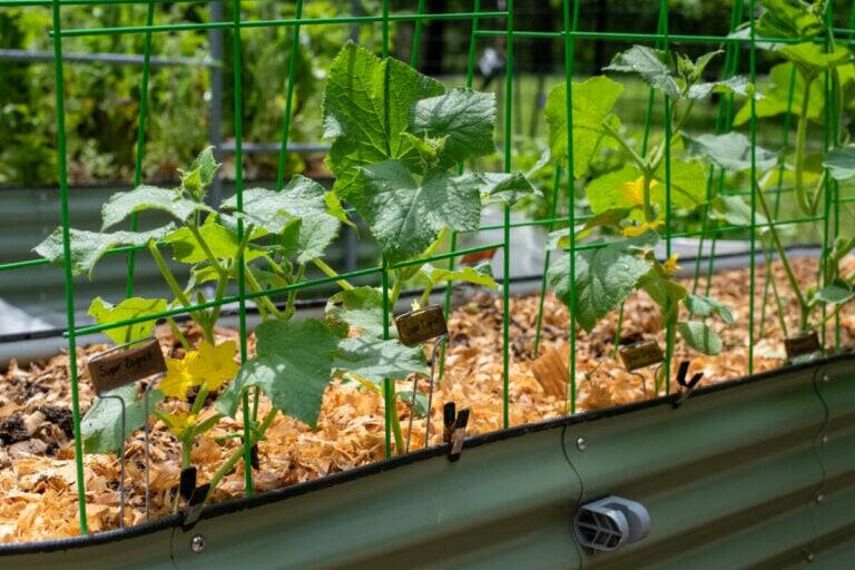 The Top 3 Reasons Your Cucumbers Are Covered in Flowers Instead of Fruit