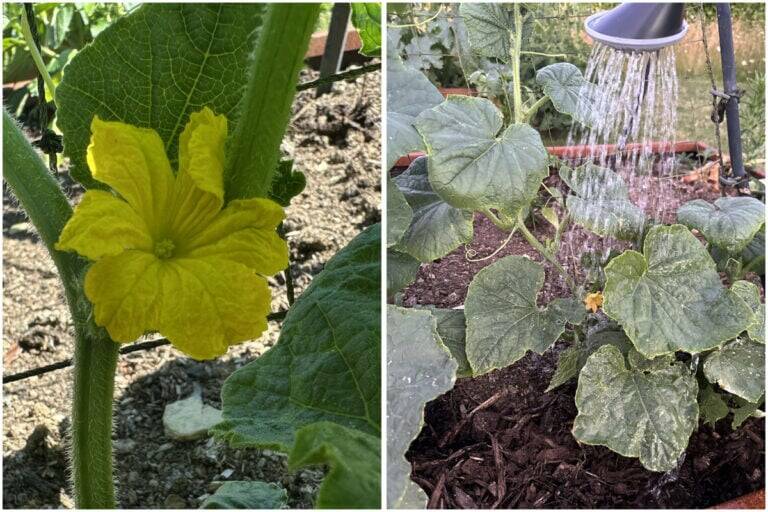 5 Things You Need to Do When Your Cucumbers Start Flowering