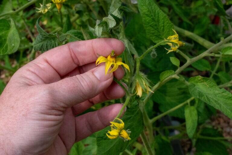 Extreme Heat Kills Pollen – How You Can Keep Growing Vegetables During a Heat Wave