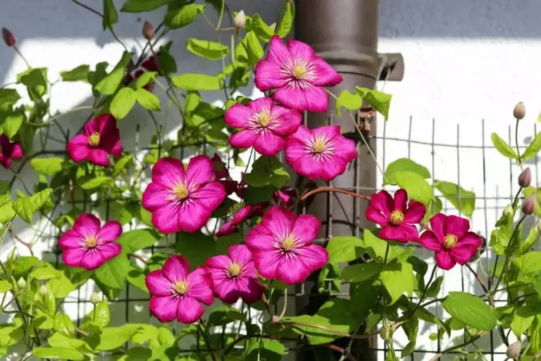 How to Keep Clematis Blooming All Season: Complete Pruning and Care Guide