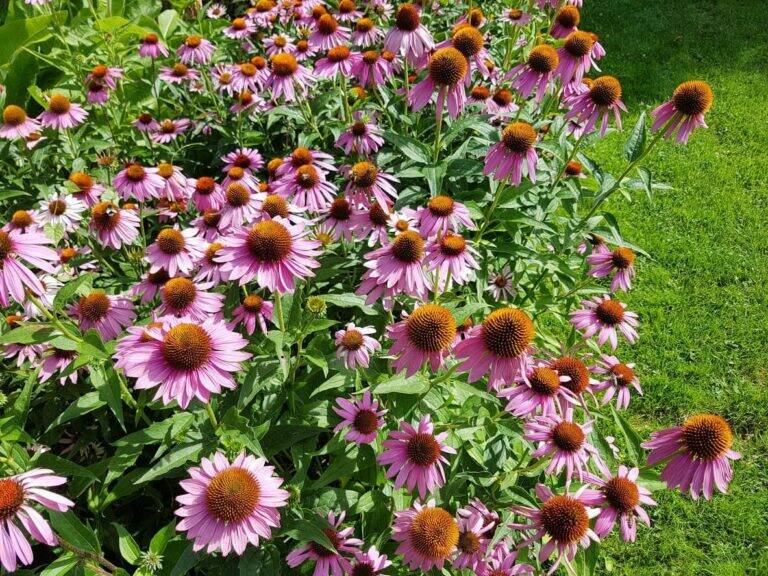 12 Low-Mess Flowers That Keep Garden Borders Looking Neat