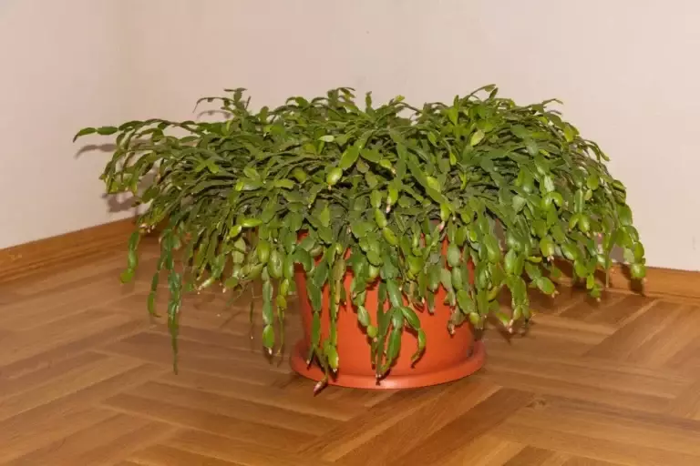 Christmas Cactus Care Calendar: A Month-by-Month Guide for Reliable Holiday Blooms