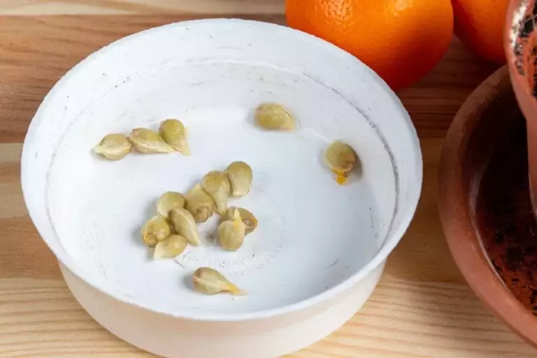 10 Fruit Seeds You Can Easily Germinate at Home Using Water