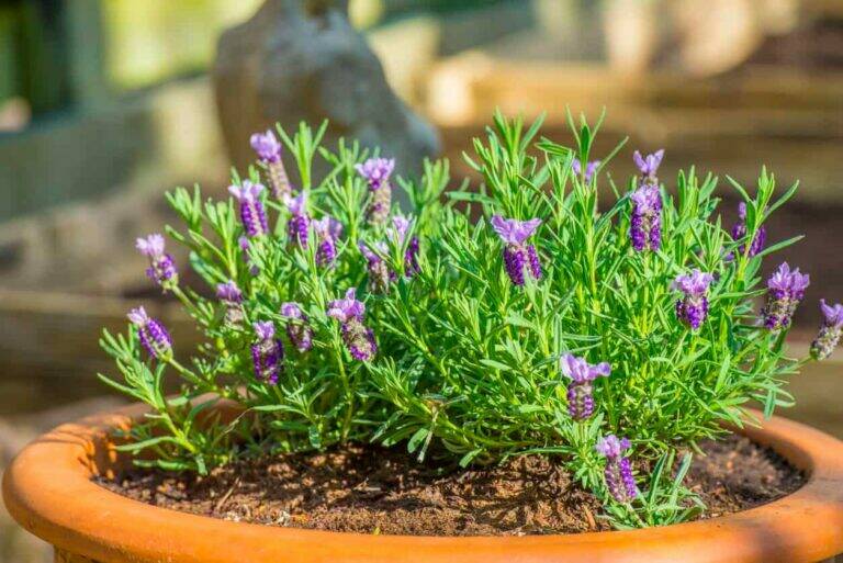 How to Propagate Lavender From Cuttings: A Simple Step-by-Step Guide