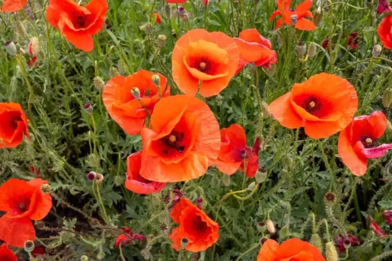 8 Flower Seeds You Should Harvest in August Before They Disappear