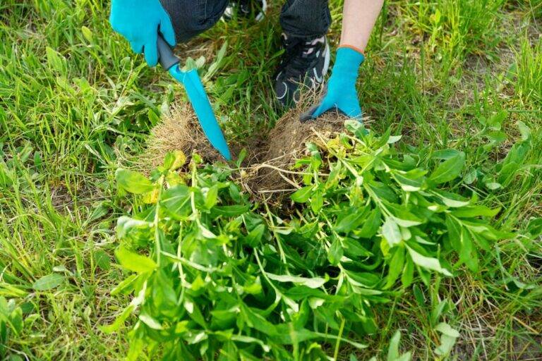 8 Reliable Perennials to Divide in August for Healthier, Longer-Lasting Gardens