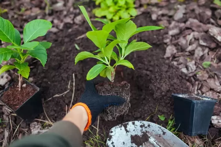How to Propagate Hydrangeas: A Complete Beginner’s Step-by-Step Guide