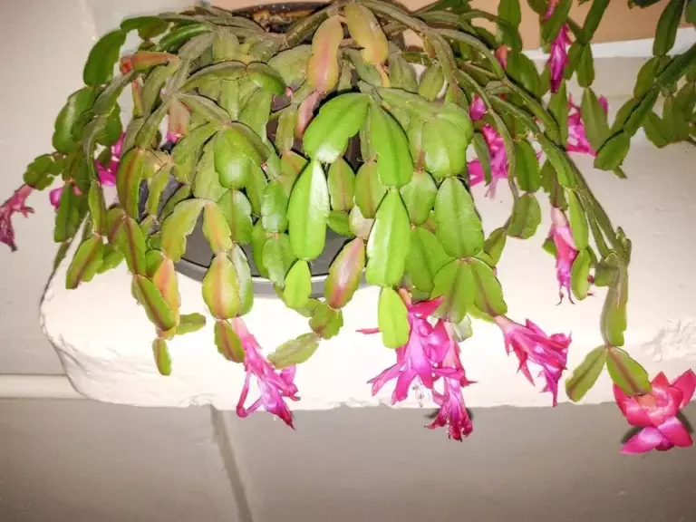 Christmas Cactus Care Calendar: A Month-by-Month Guide to Perfect Holiday Blooms