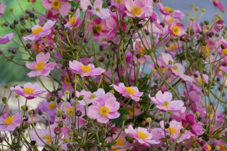 9 Beautiful Fall Flowers to Plant in August for a Colorful Autumn Garden