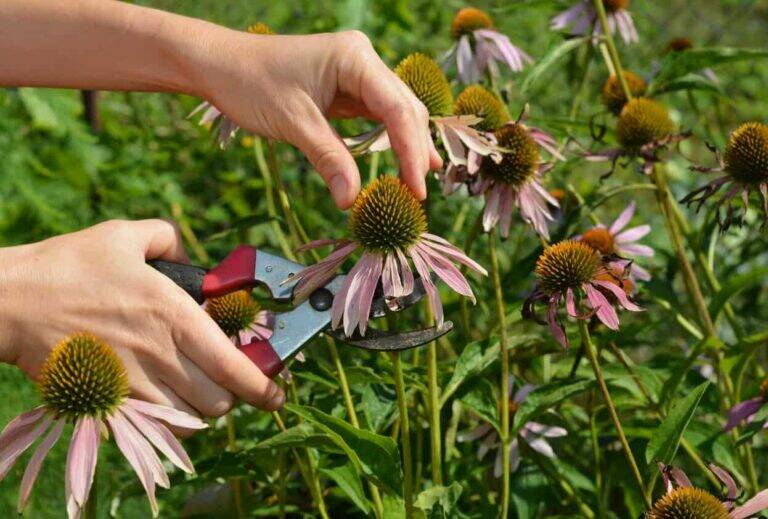 12 Essential Tips for Growing Healthy, Long-Lasting Coneflowers