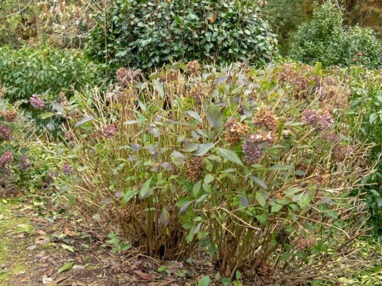 The Best Hydrangea Fertilizer Schedule: A Month-by-Month Guide for Bigger, Healthier Blooms