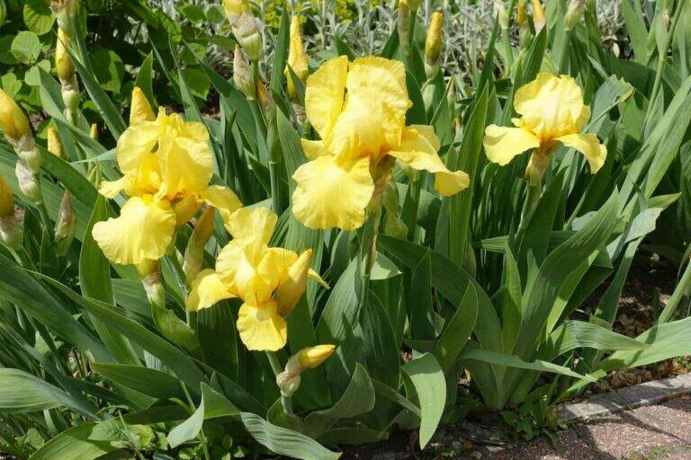 Should You Cut Back Iris Leaves? Here’s the Best Time and Proper Way to Do It