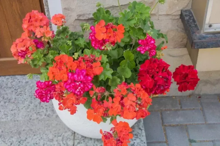 How to Keep Geraniums Blooming All Summer Long: 7 Essential Care Tips