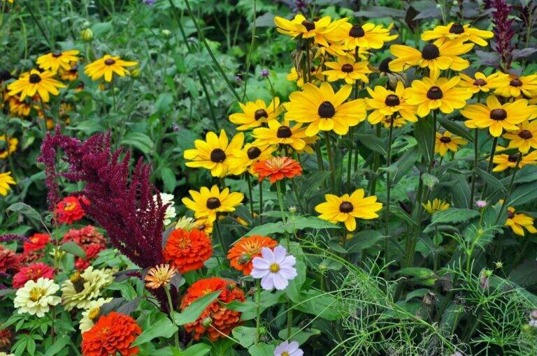 9 Beautiful Flowers You Can Still Plant in July for a Garden Full of Late-Season Color