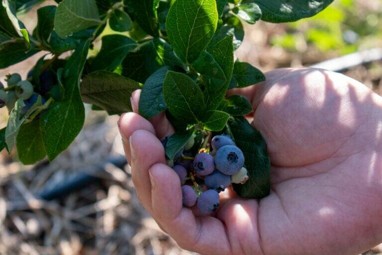 Blueberry Varieties to Grow for Jumbo-Sized Berries + Tips for Growing Larger, Sweeter Berries