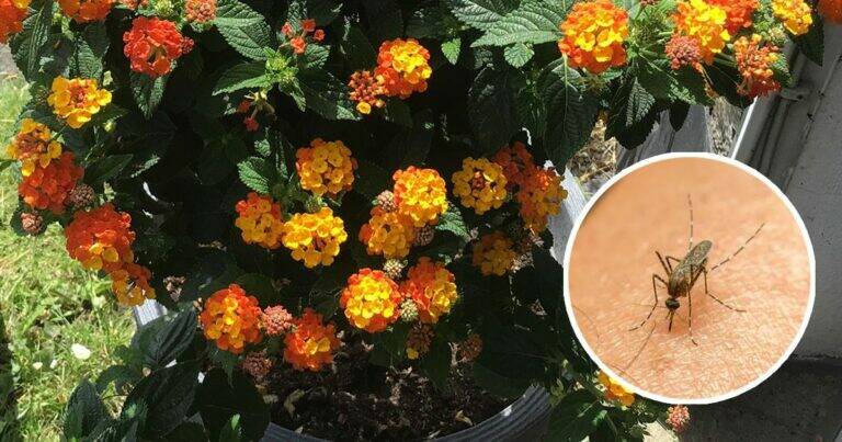 The Plant That Naturally Helps Keep Mosquitoes Away from Your Home and Balcony