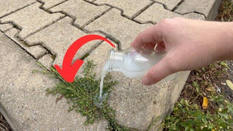 Just 1 Drop & Weeds Disappear! Dissolves Roots Naturally