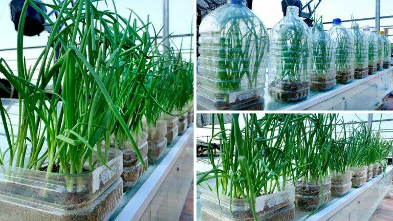 This simple method turns plastic bottles into onion-growing marvels…