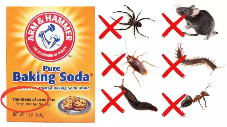 Jak Použít Jedlou Sodu Proti Škůdcům – Švábům, Mravencům, Molům, Myším, Pavoukům a Dalším