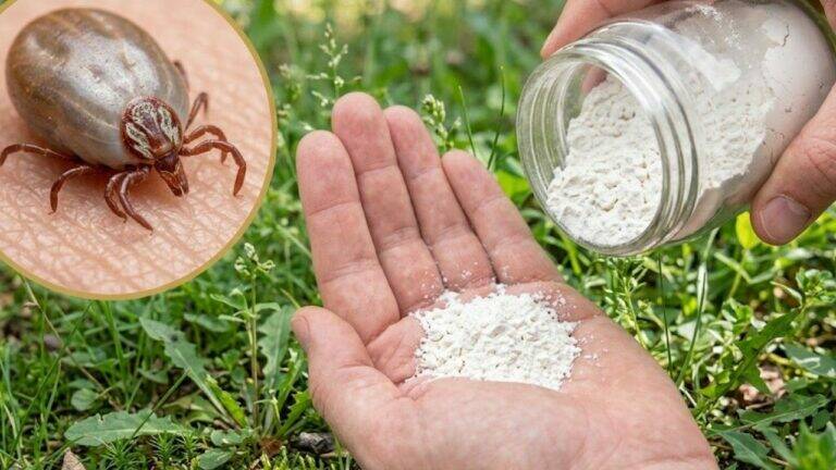 Get Rid of Ticks in Your Yard — This Simple Homemade Trick Keeps Them Away