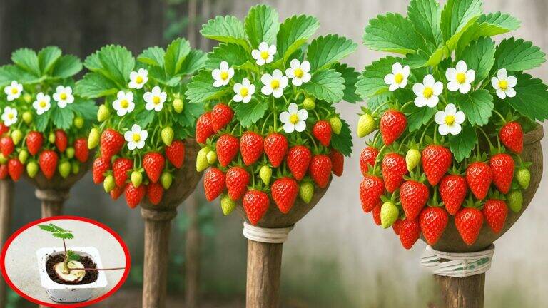 This forgotten trick transforms plastic bottles into a stunning vertical strawberry garden…