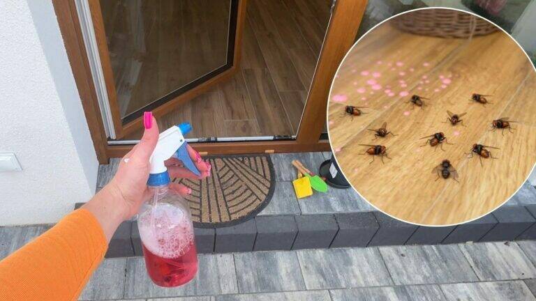 You’ll Get Rid of Flies in Minutes! Easy Balcony and Patio Tricks That Really Help