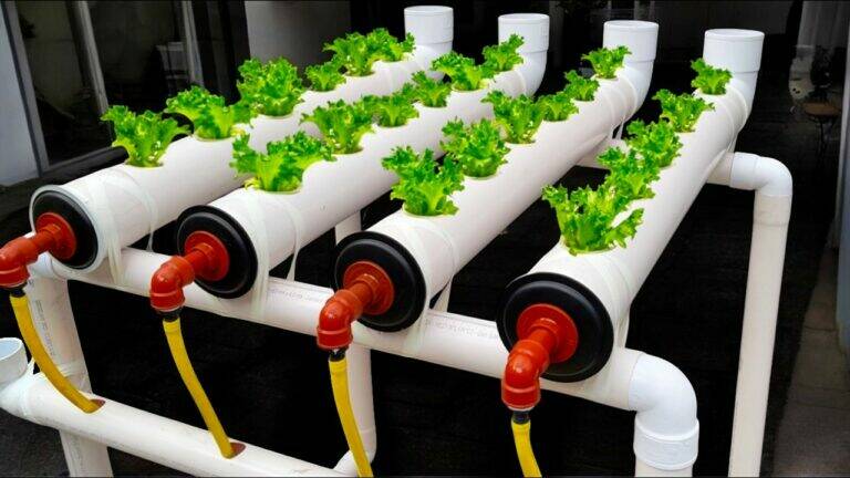 This simple method transforms your hydroponic garden… Discover the secrets to thriving plants!