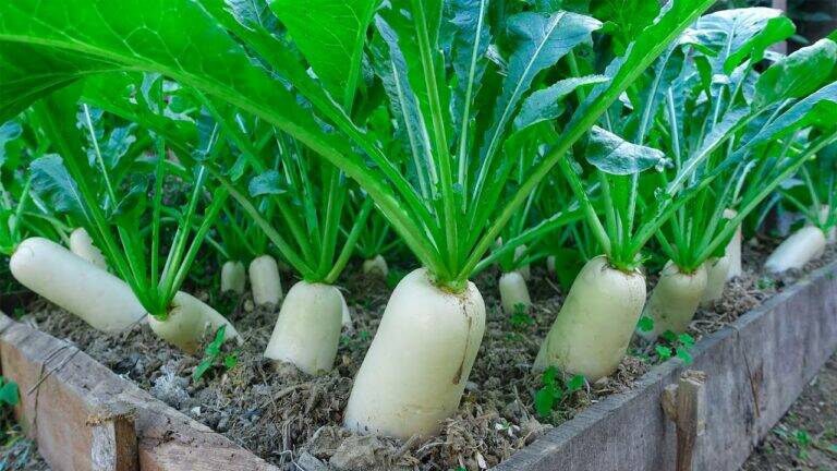 This simple trick transforms your garden and boosts radish growth like never before…