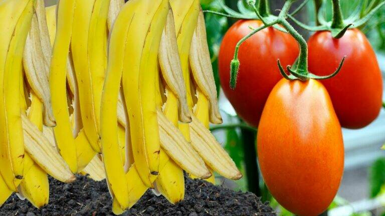 This simple trick turns banana peels into nutrient-rich fertilizer for lush gardens…