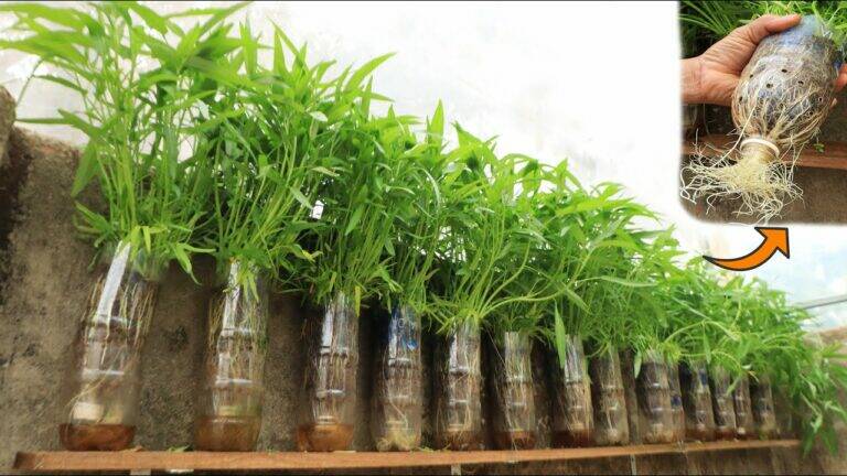 This simple method transforms plastic bottles into a bountiful veggie garden…