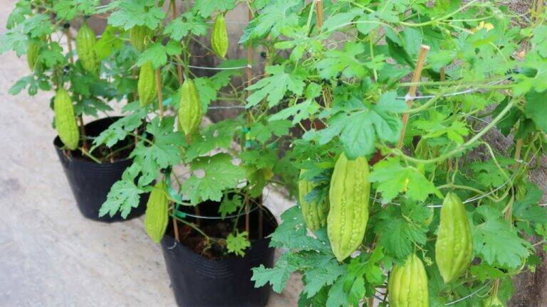 This simple method transforms seeds into fresh bitter melons in just three months…