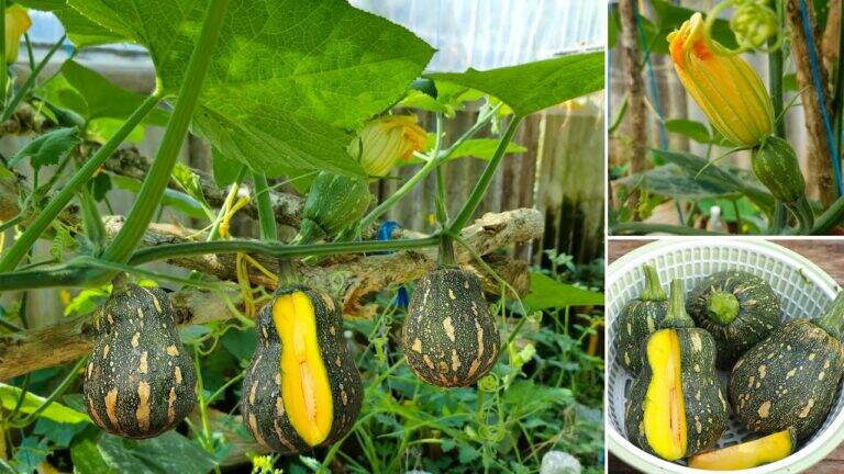 Transform kitchen scraps into stunning pumpkins… discover the secret with recycled bins!