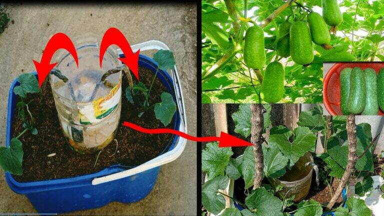 This simple method transforms plastic containers into squash-growing powerhouses…
