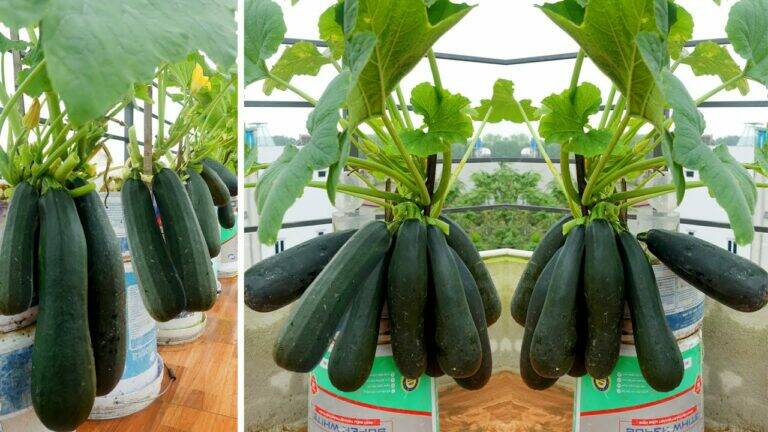 This simple trick boosts your zucchini yield and transforms your garden…