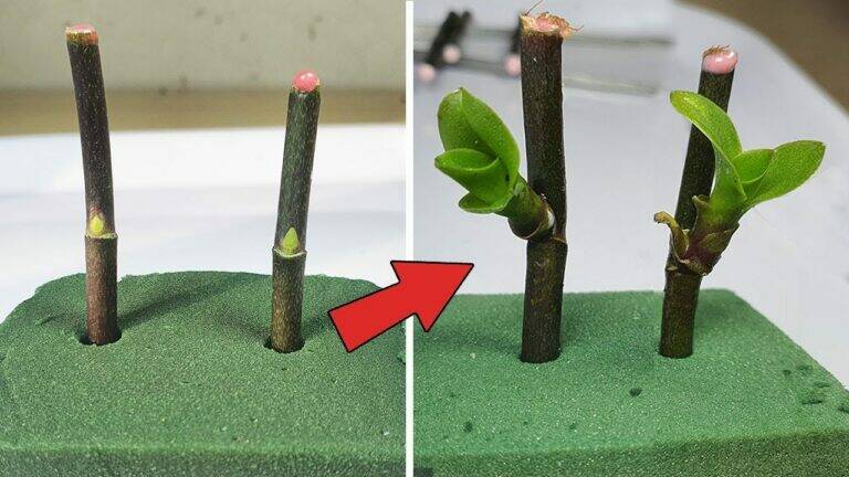 Jak extrémně rychle rozmnožit orchideje pomocí zelené floristické pěny