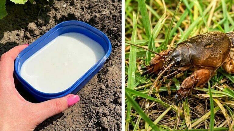 It Hides in the Soil and Destroys Roots. Get Rid of It Fast.