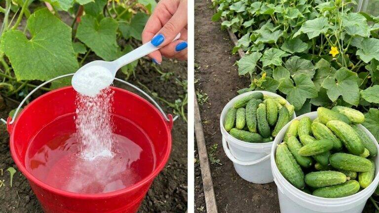 Just 1 Tablespoon in July. Your Cucumbers Will Be Loaded with Crisp, Crunchy Fruits.