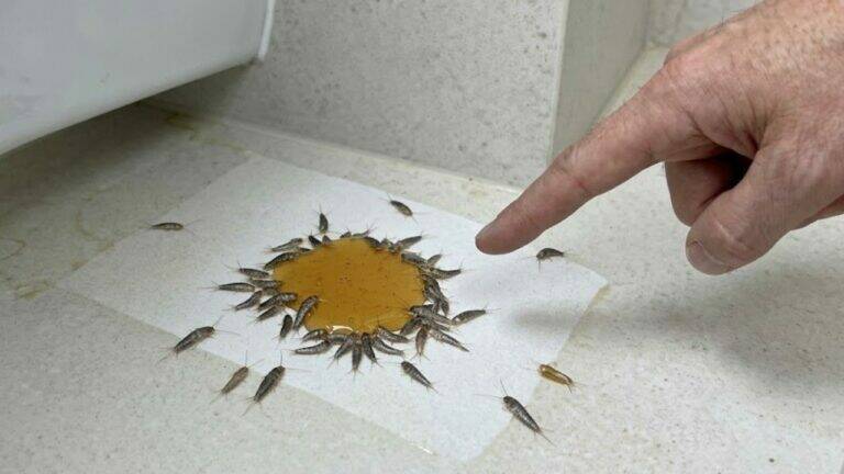 Just One Night Is Enough. This Simple Trick Helps Get Rid of Silverfish from Your Home.