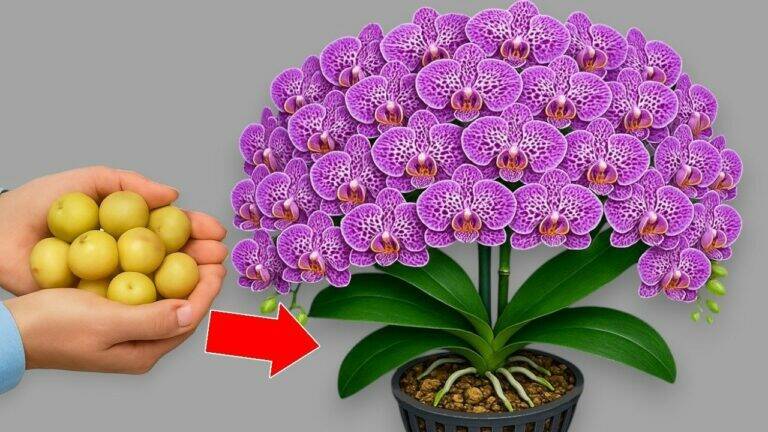 Vložte jednu větvičku pod orchidej! Objeví se nové výhony a rostlina může kvést po celý rok