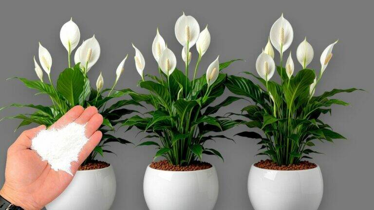 🌿 Slechts 1 kopje per week! Honderden bloemen bloeien het hele jaar zonder te verwelken