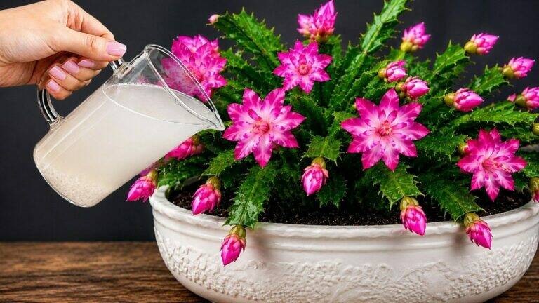 🌿 Slechts 1 kopje per week! Geef al je kamerplanten deze natuurlijke oplossing voor een langdurige bloei