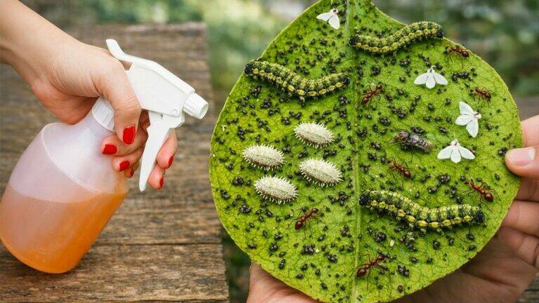 A Simple Homemade Garlic Spray to Help Control Aphids, Whiteflies, Mealybugs, Caterpillars, and Other Garden Pests