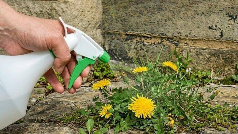 Homemade Weed Killers: Do Salt, Vinegar, Lemon, and Other DIY Sprays Really Work?