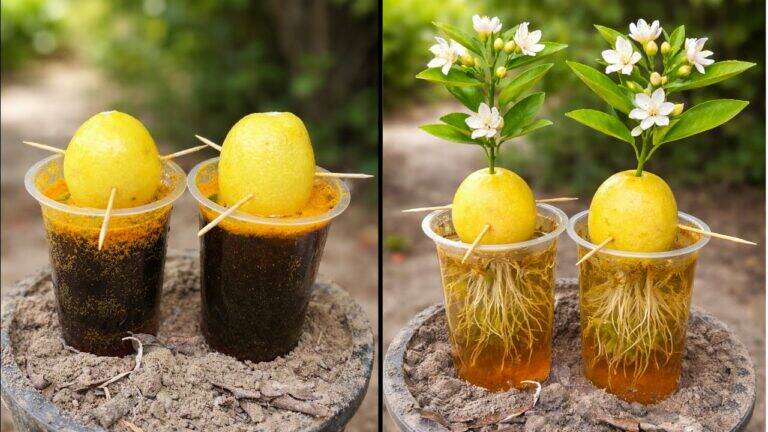 This simple experiment turns leftover lemons into thriving plants… you won’t believe the results!