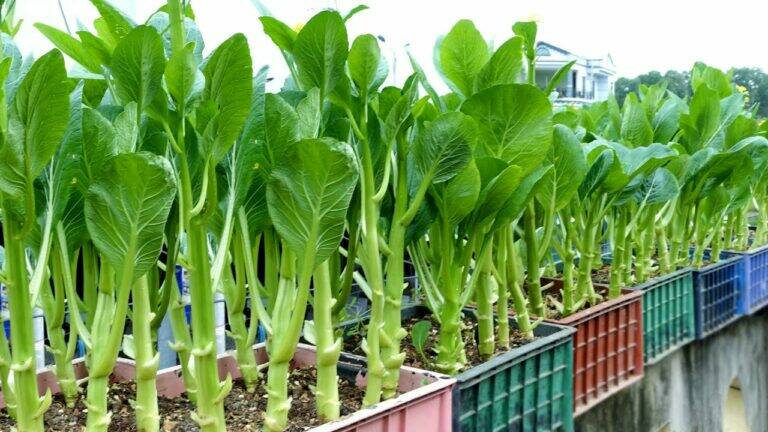This simple method transforms small spaces into abundant vegetable gardens…
