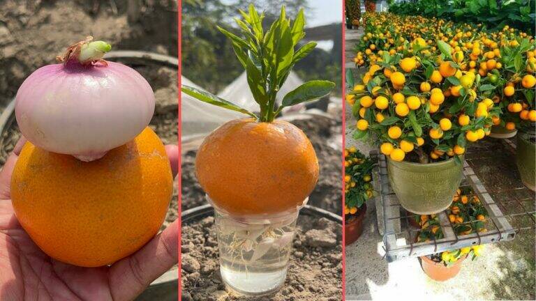 This surprising method turns kitchen scraps into thriving orange trees…