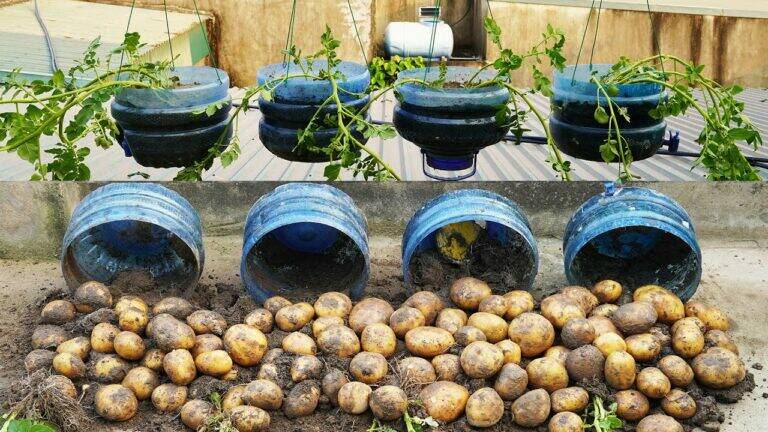 This simple technique will boost your potato harvest using nothing but plastic bottles…
